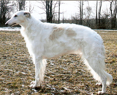 Top Best of Opposite Sex Borzoi 2007